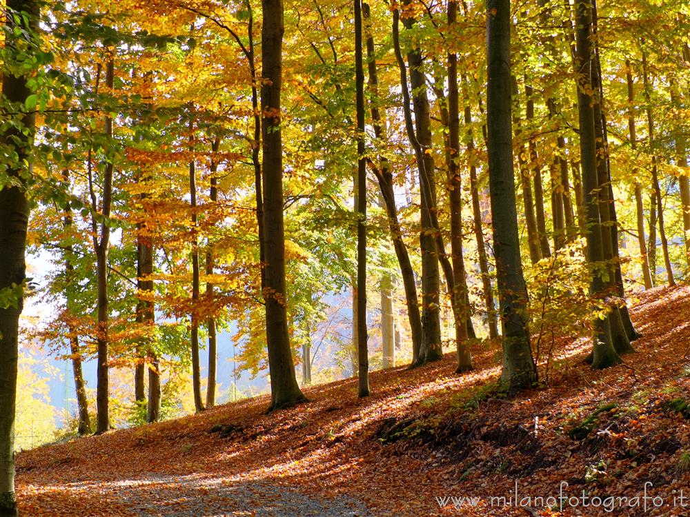 Campiglia Cervo (Biella, Italy) - Autumn colors in the woods above the Sanctuary of San Giovanni of Andorno
